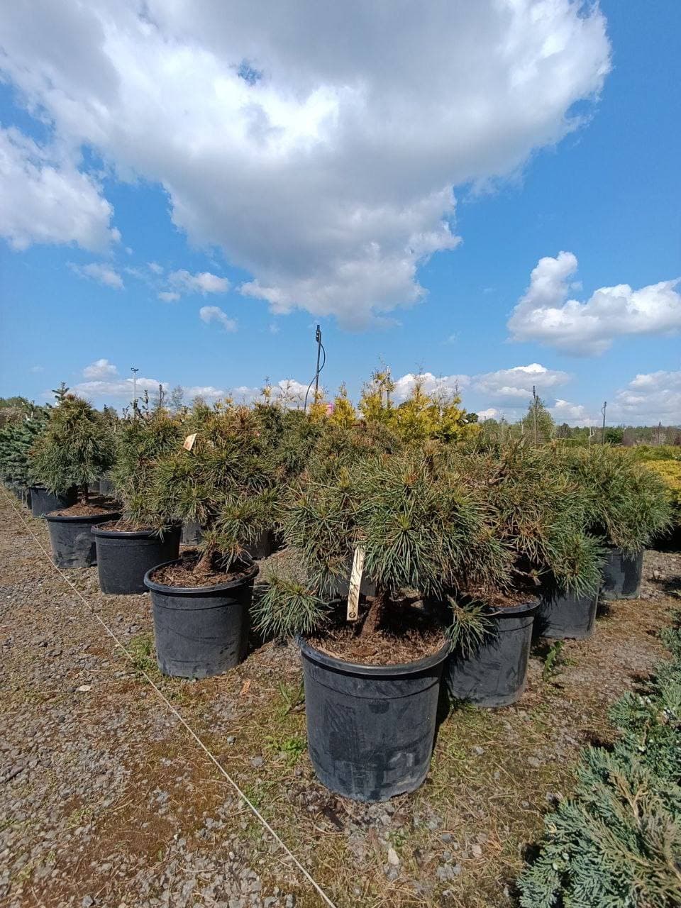 Сосна обыкновенная Глобоза Виридис - изображение 1