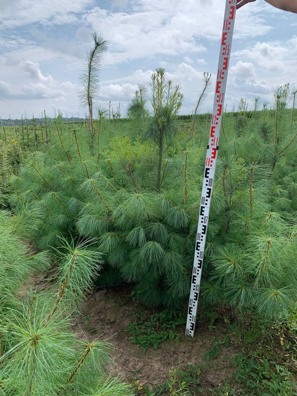 Сосна веймутова - изображение 1