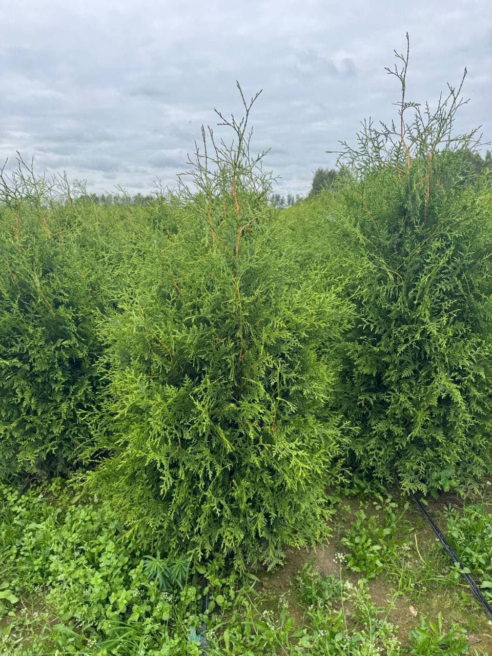 Туя западная Брабант - изображение 1