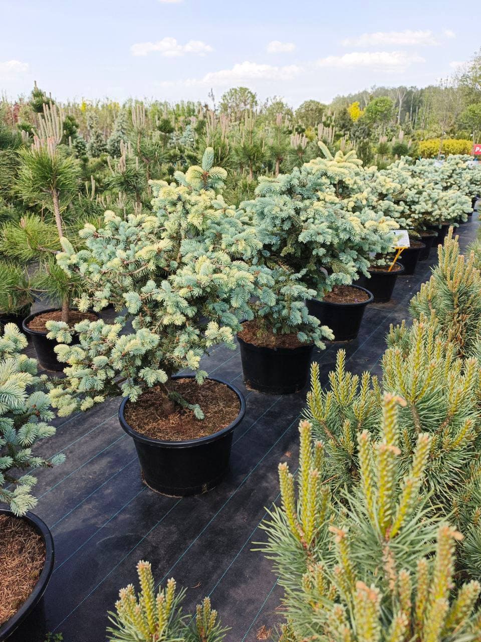 Ель колючая Белобок - изображение 1