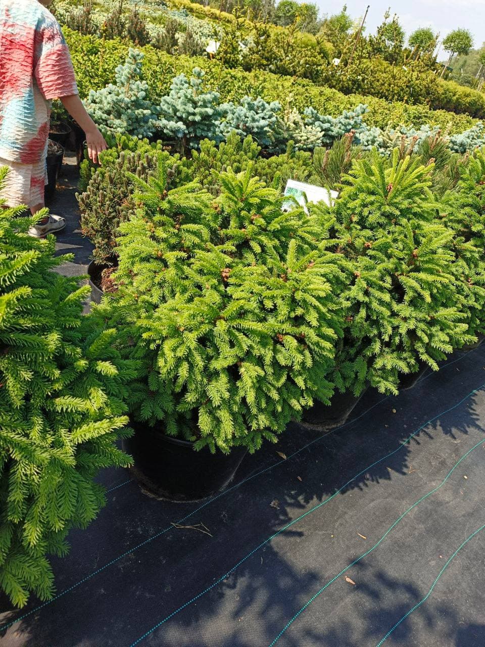 Ель обыкновенная Пигмея - изображение 1