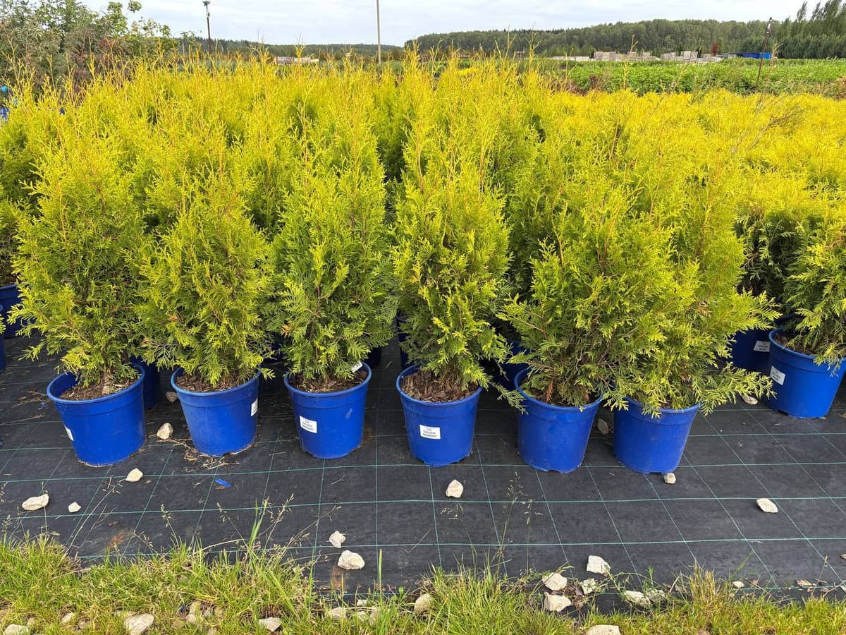 Туя западная Голден Брабант - изображение 1