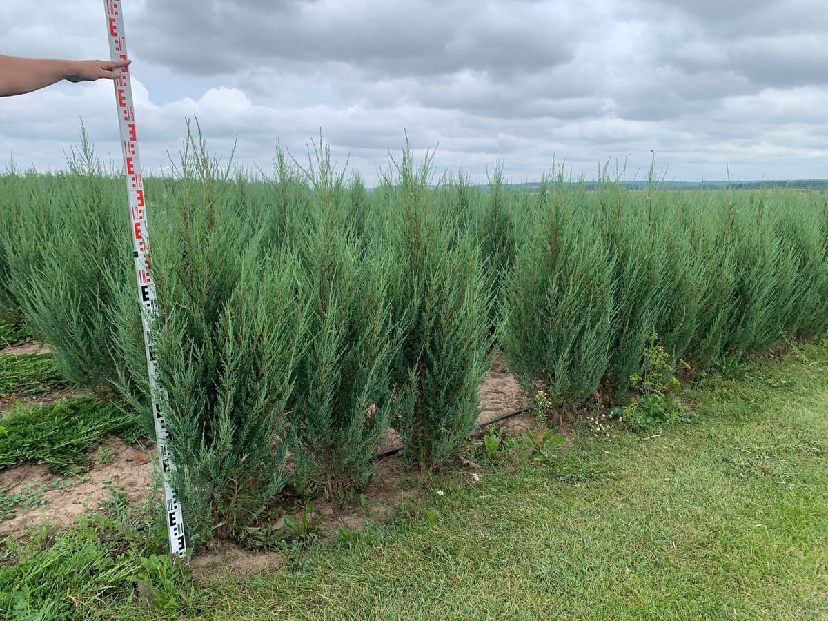 Можжевельник скальный Скайрокет - изображение 1