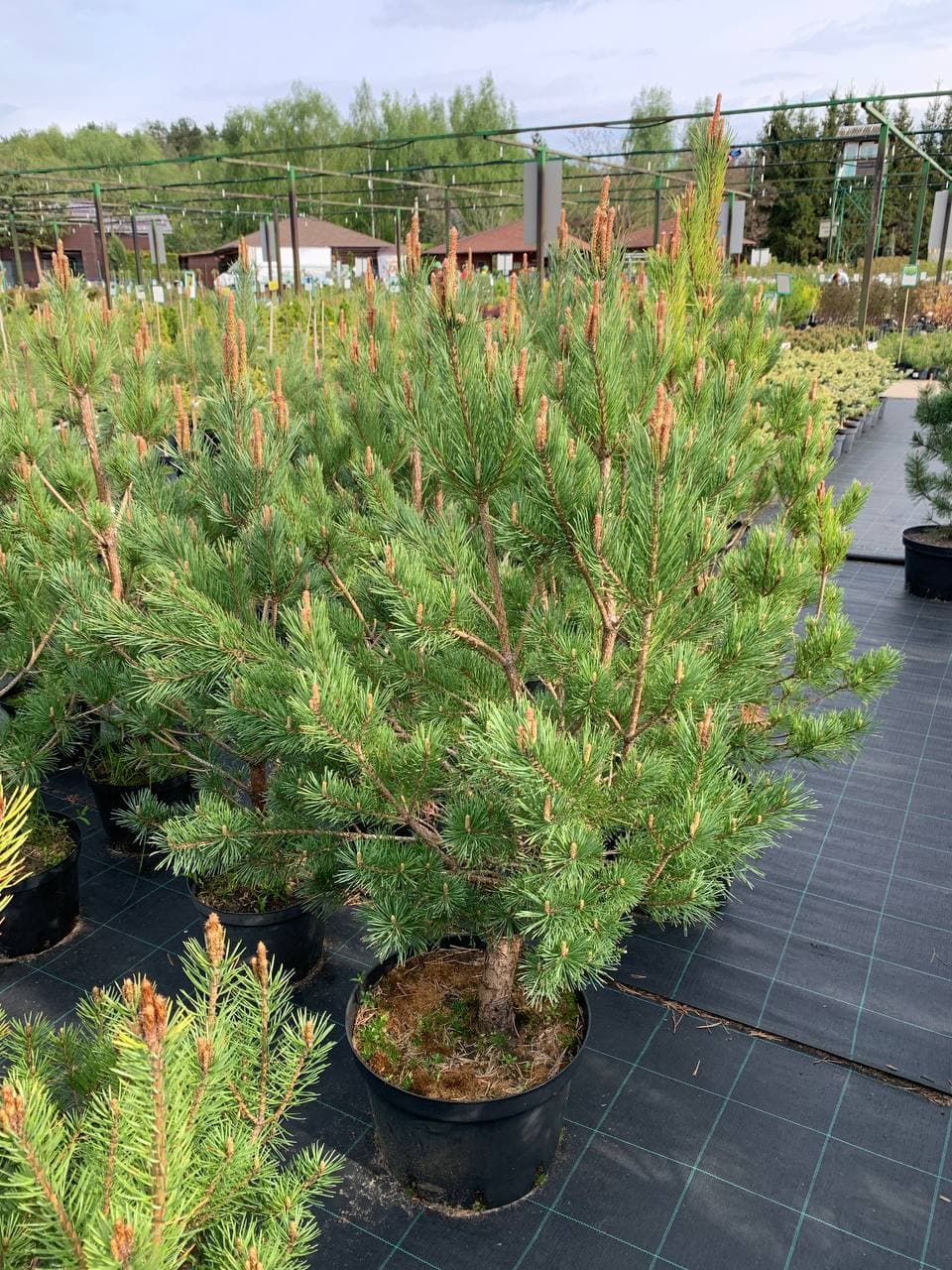 Сосна обыкновенная Ватерери - изображение 1