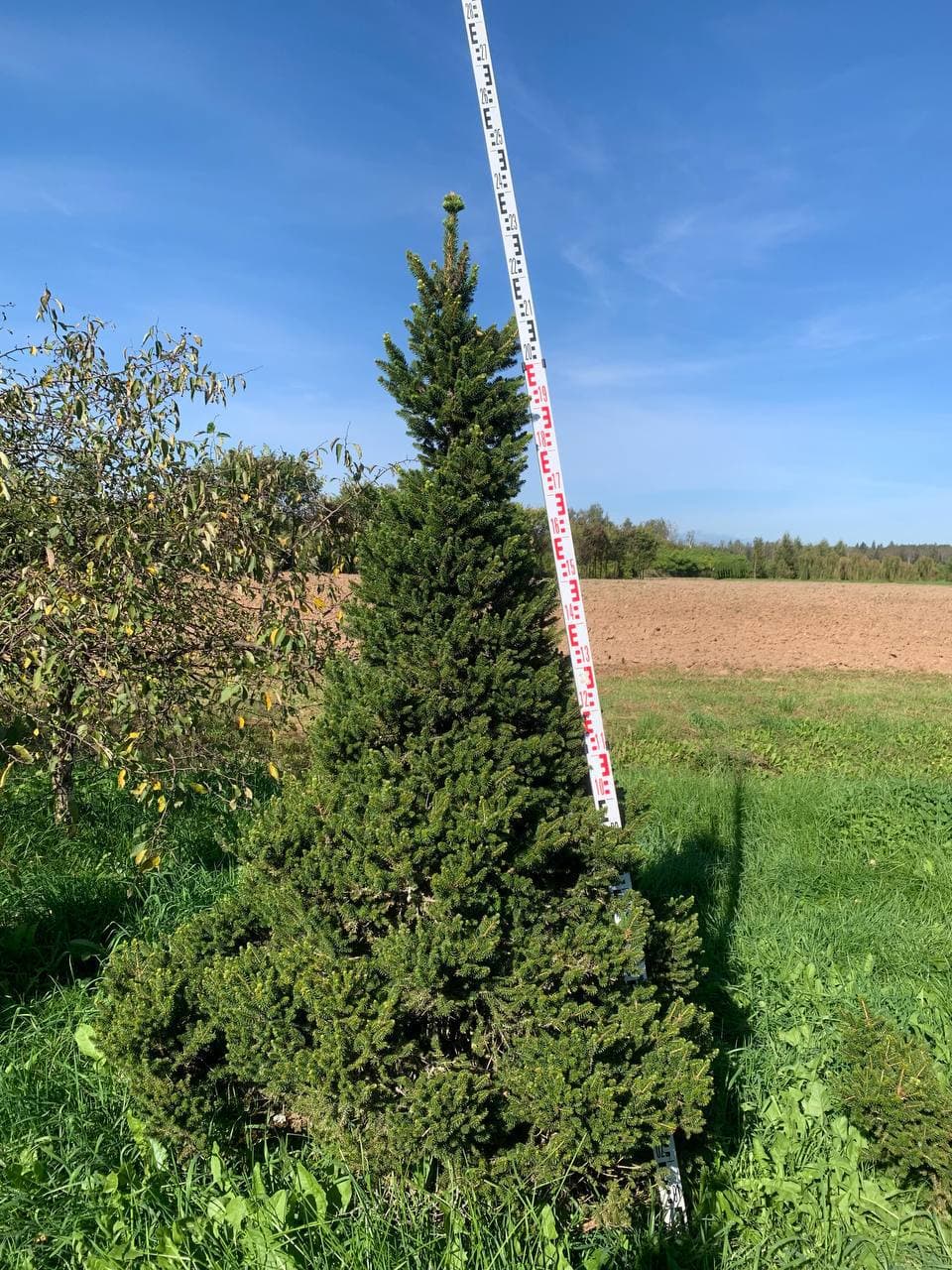 Ель обыкновенная Вилсцверг - изображение 1