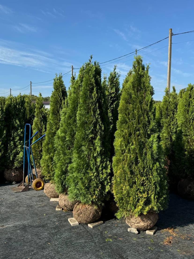 Туя западная Кубанский Изумруд