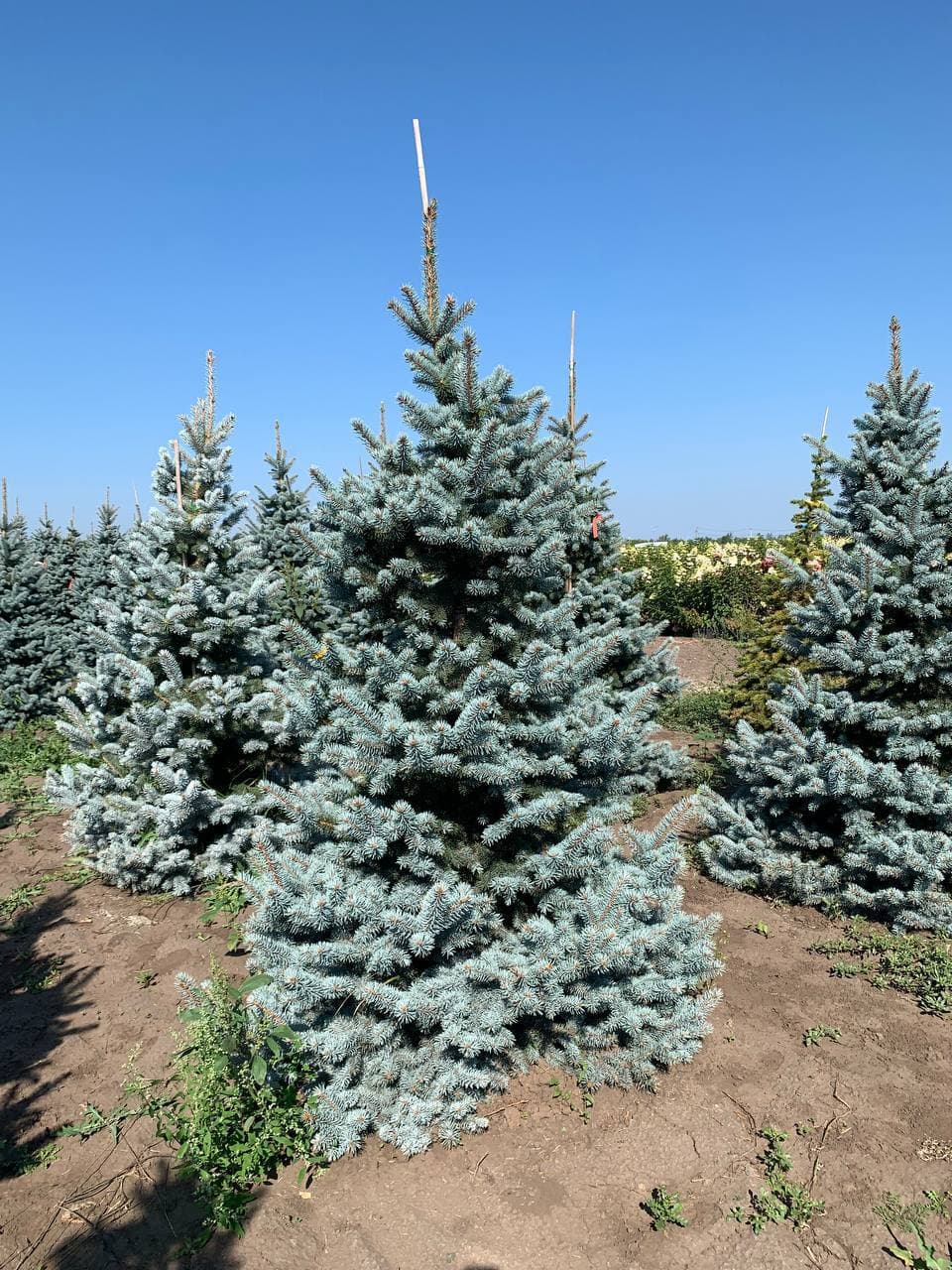 Ель колючая Ольденбург - изображение 1