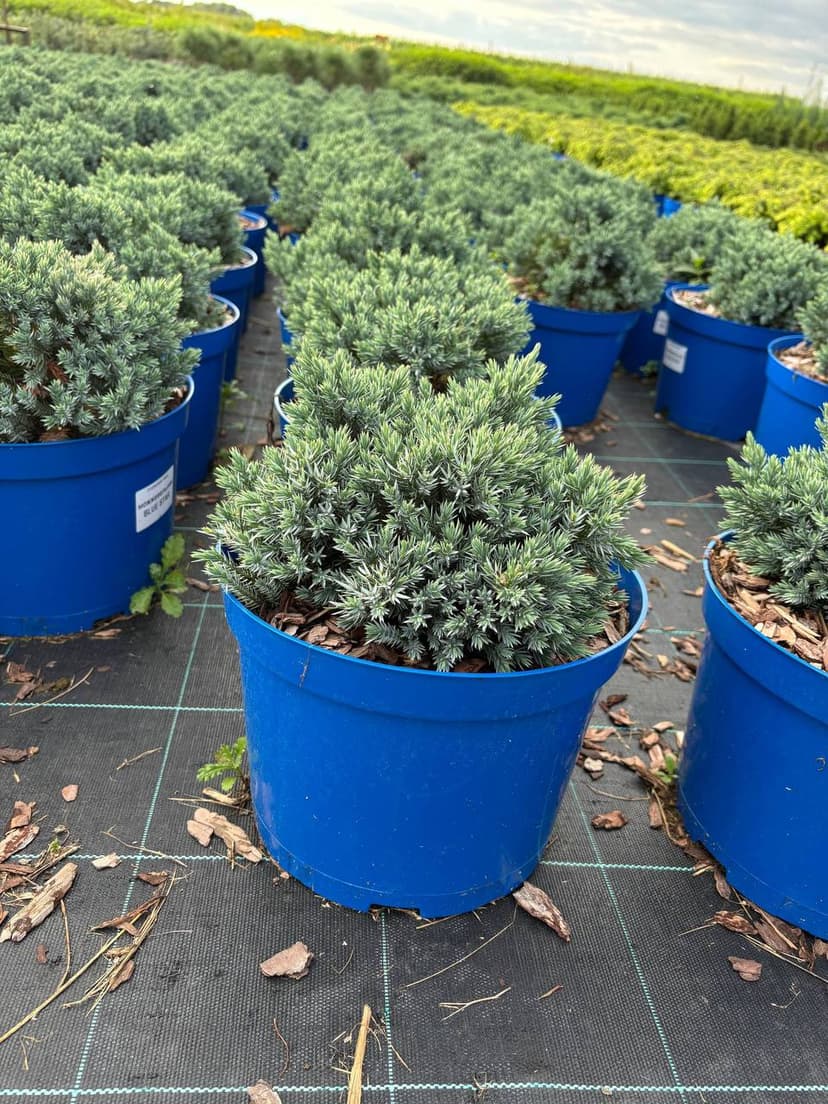 Можжевельник чешуйчатый Блю Стар