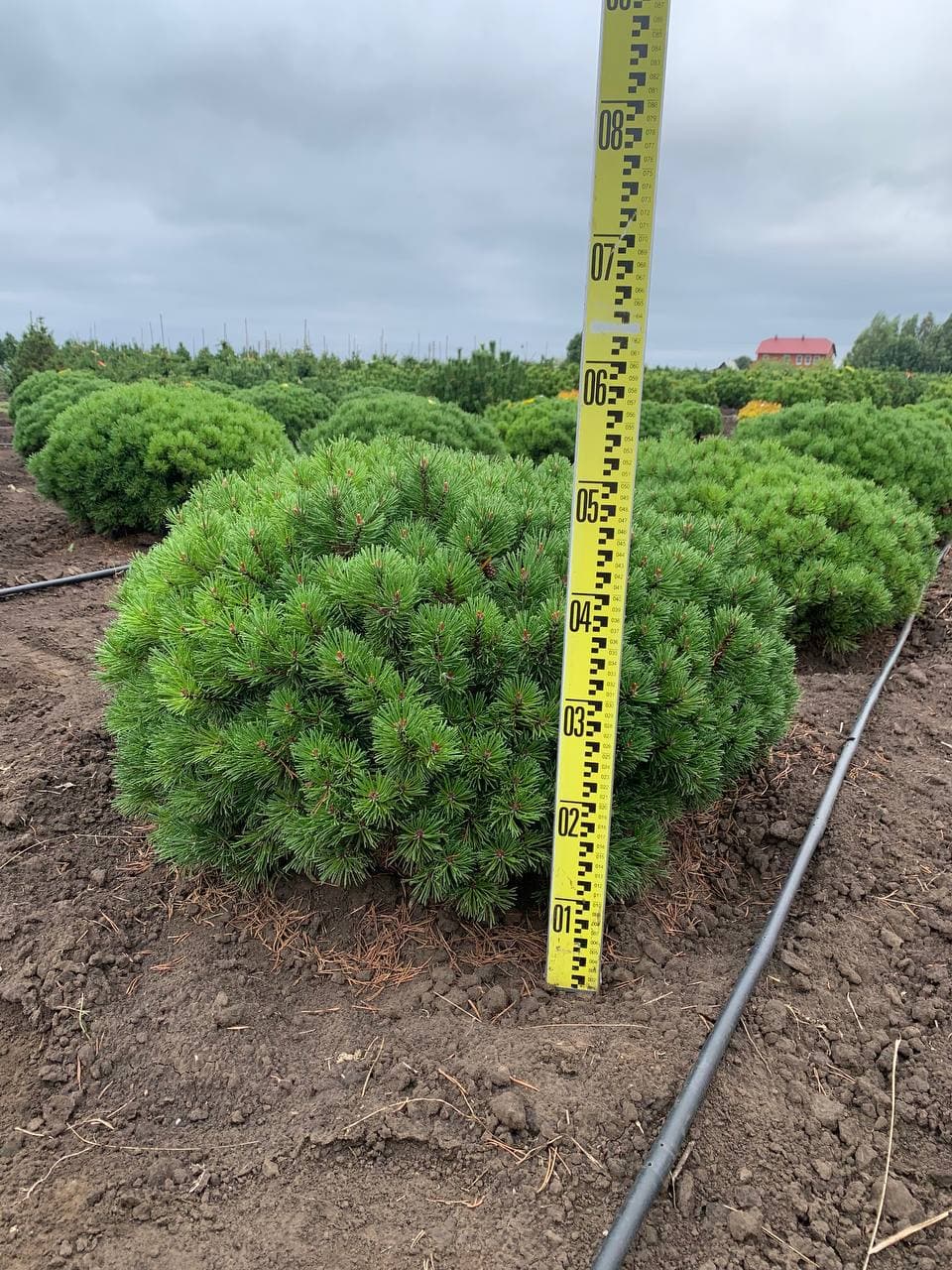 Сосна горная Мини мопс - изображение 1