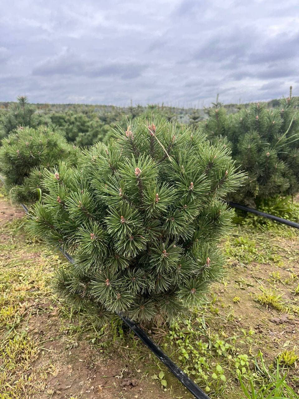Сосна горная Мопс - изображение 1