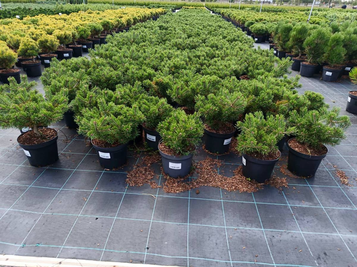 Сосна горная Клостергрюн - изображение 1