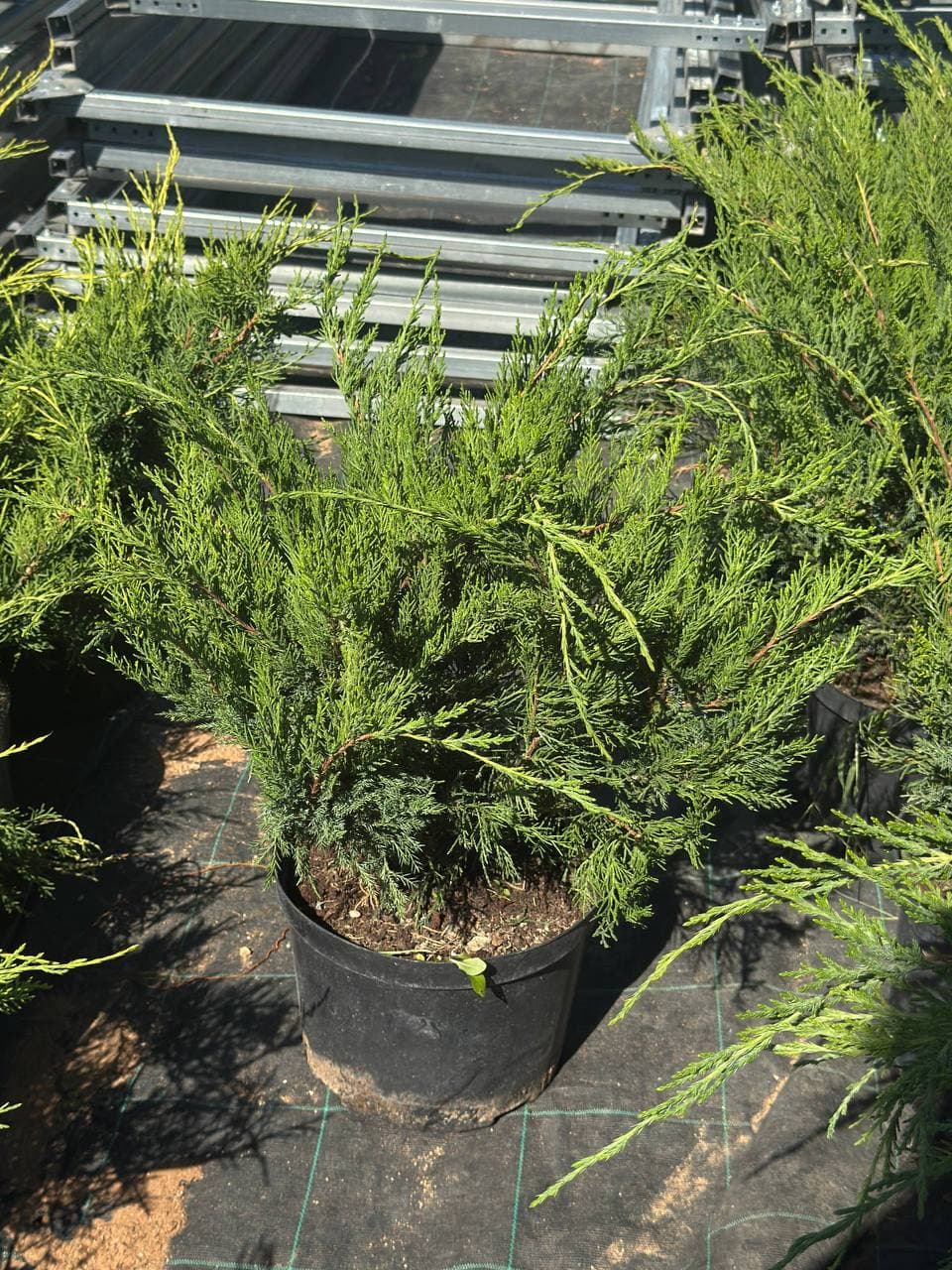 Можжевельник средний Минт Джулеп - изображение 1