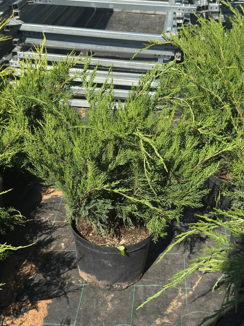 Можжевельник средний Минт Джулеп