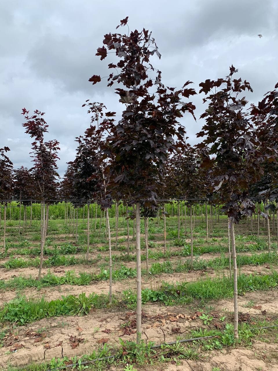 Клен остролистный Роял Ред - изображение 1