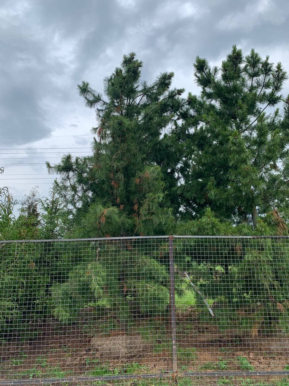 Сосна кедровая - изображение 1