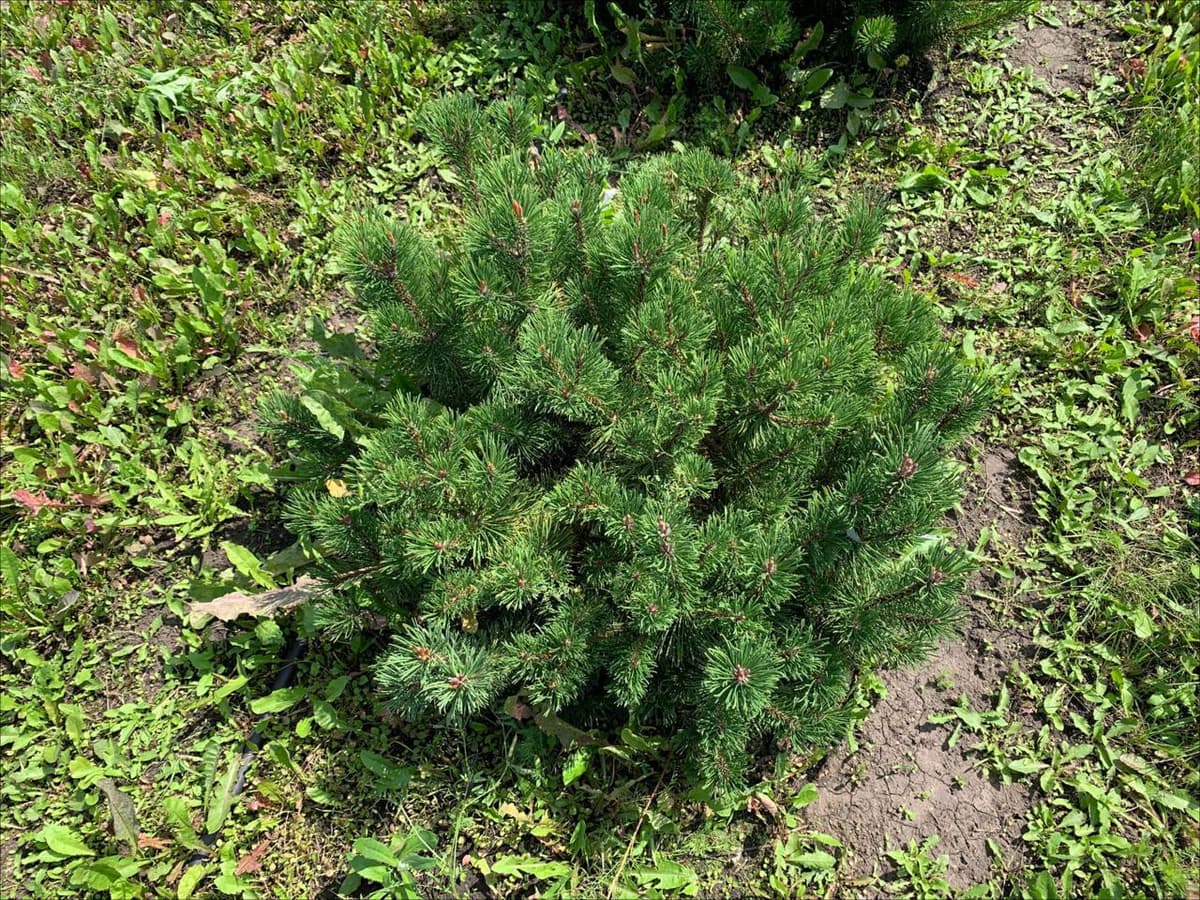 Сосна горная Пумилио - изображение 1