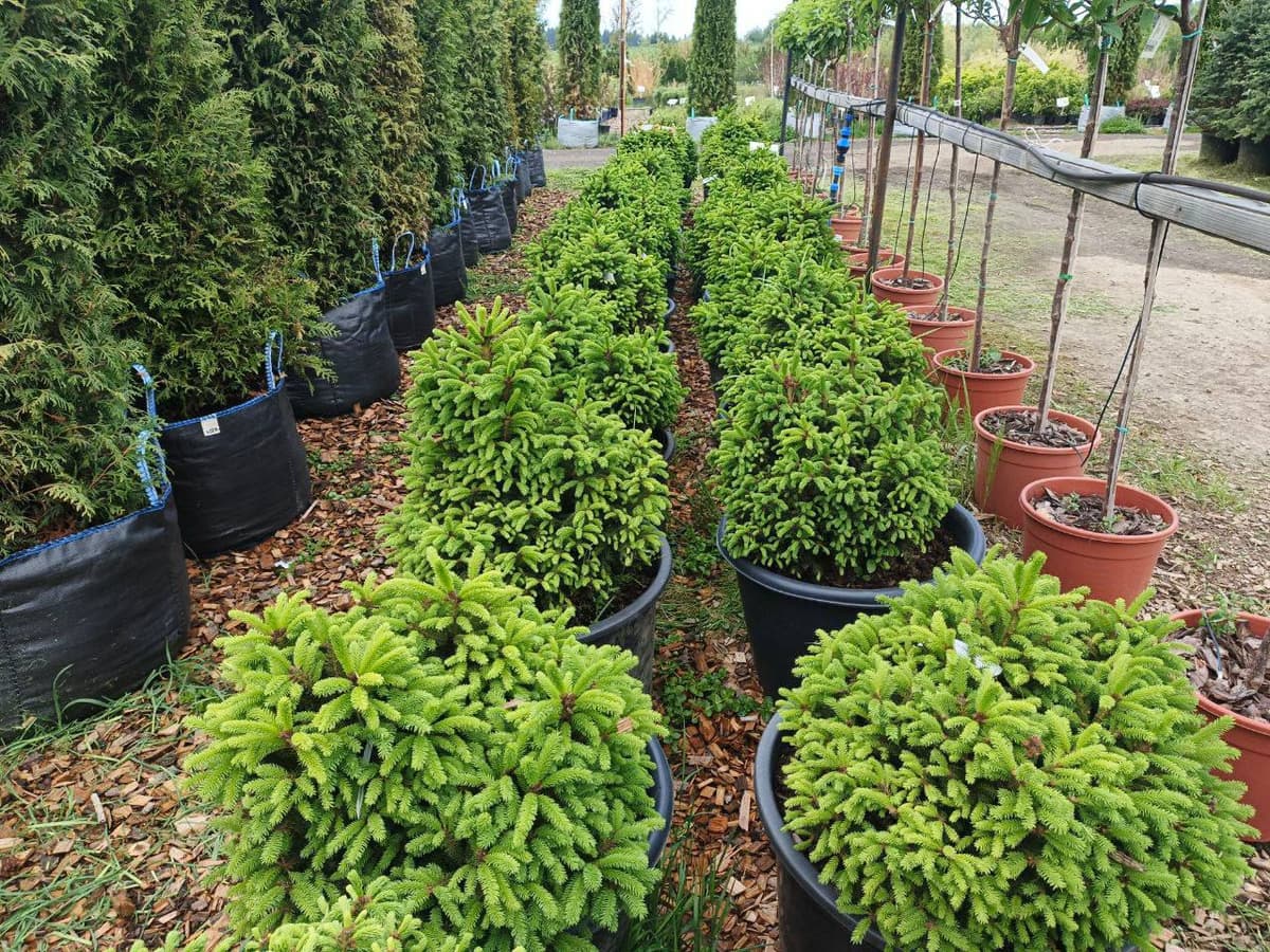 Ель обыкновенная Олендорфи - изображение 1