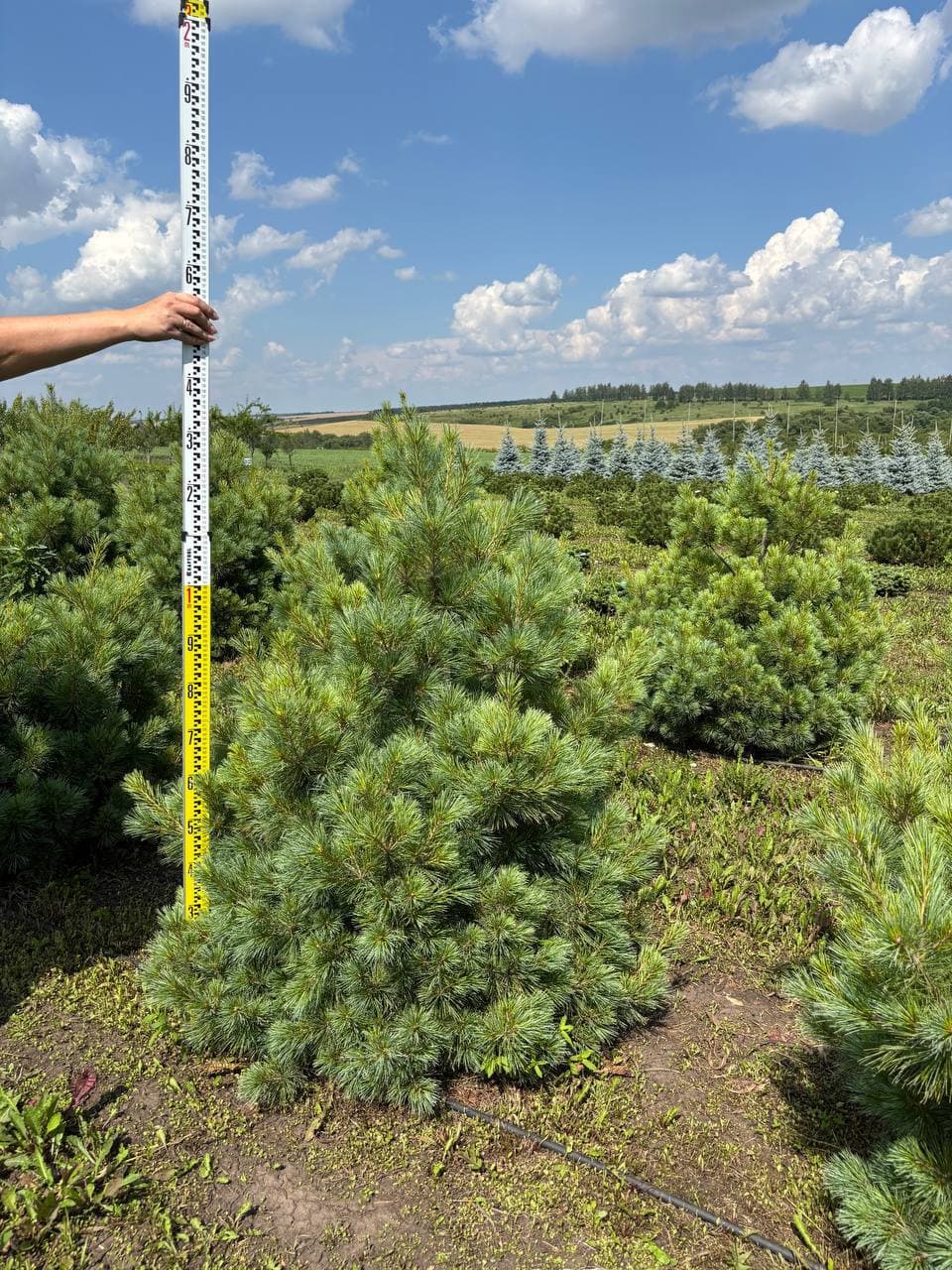 Сосна веймутова радиата - изображение 1