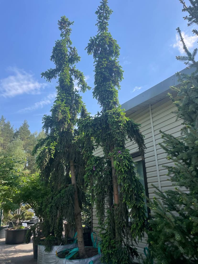 Ель обыкновенная Ротхенхаус