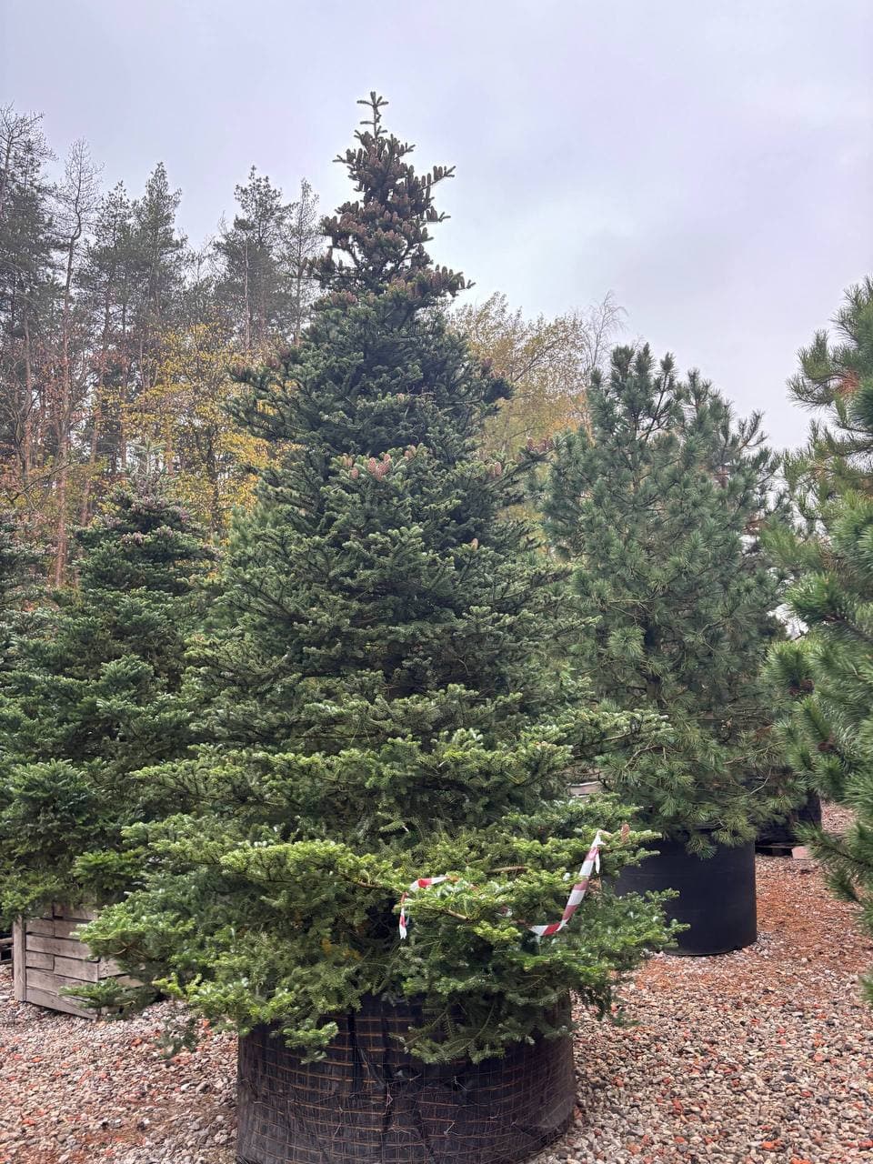 Пихта корейская Самлинг - изображение 1