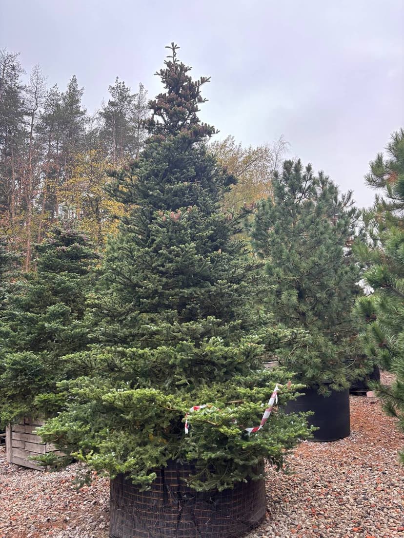 Пихта корейская Самлинг