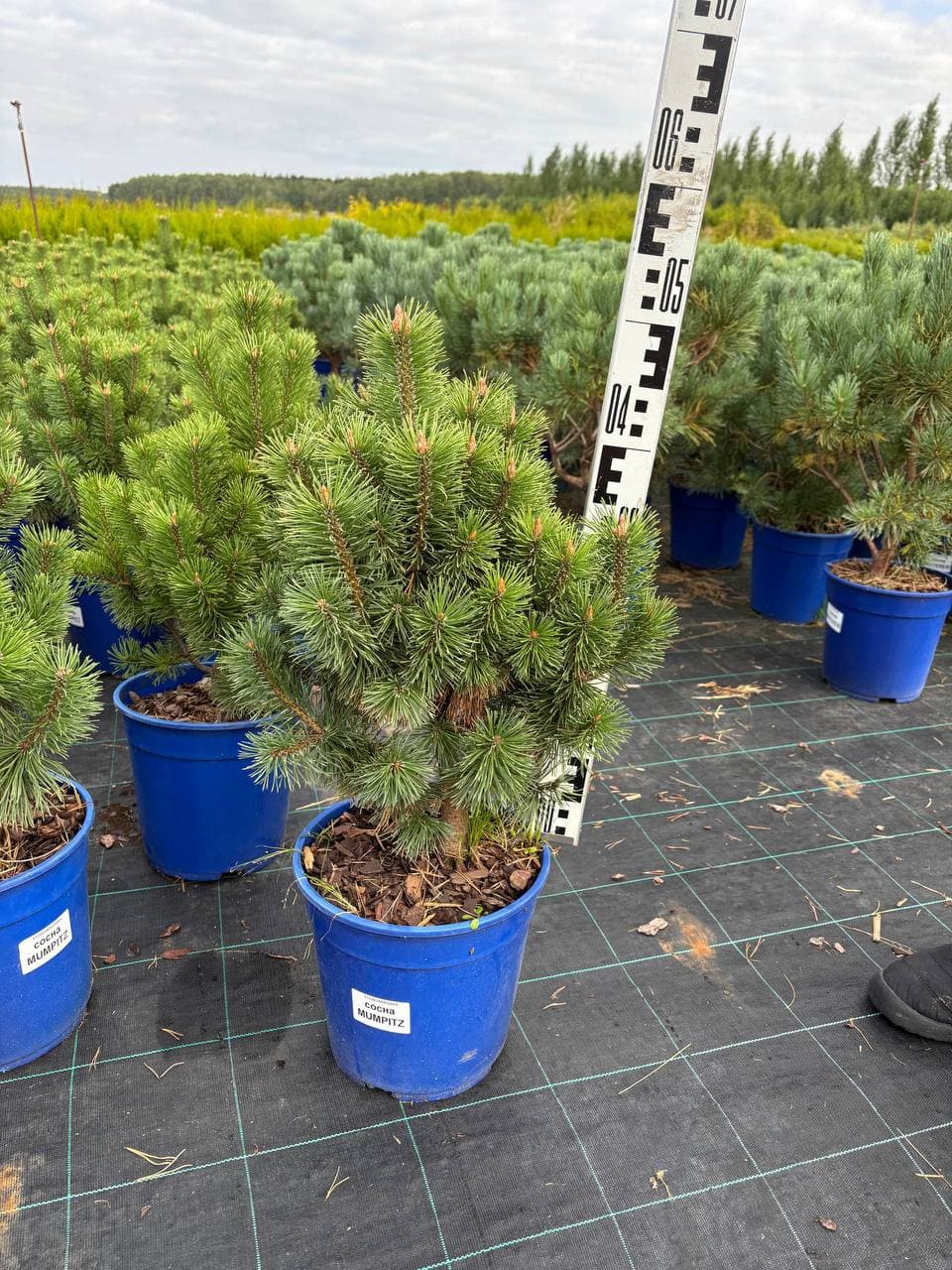 Сосна горная Мумпитц - изображение 1