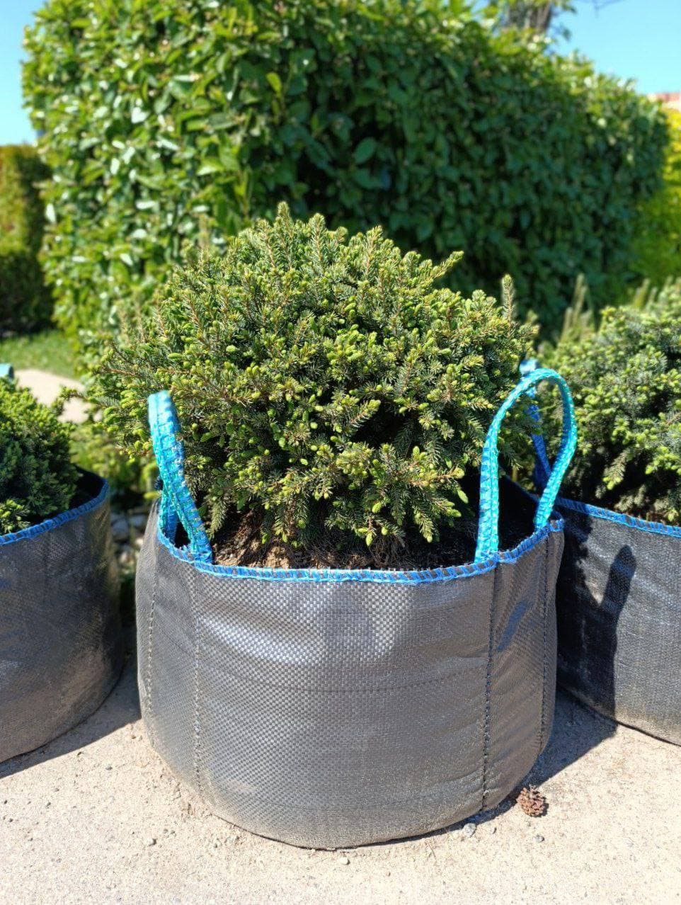 Ель канадская Эхиниформис - изображение 1