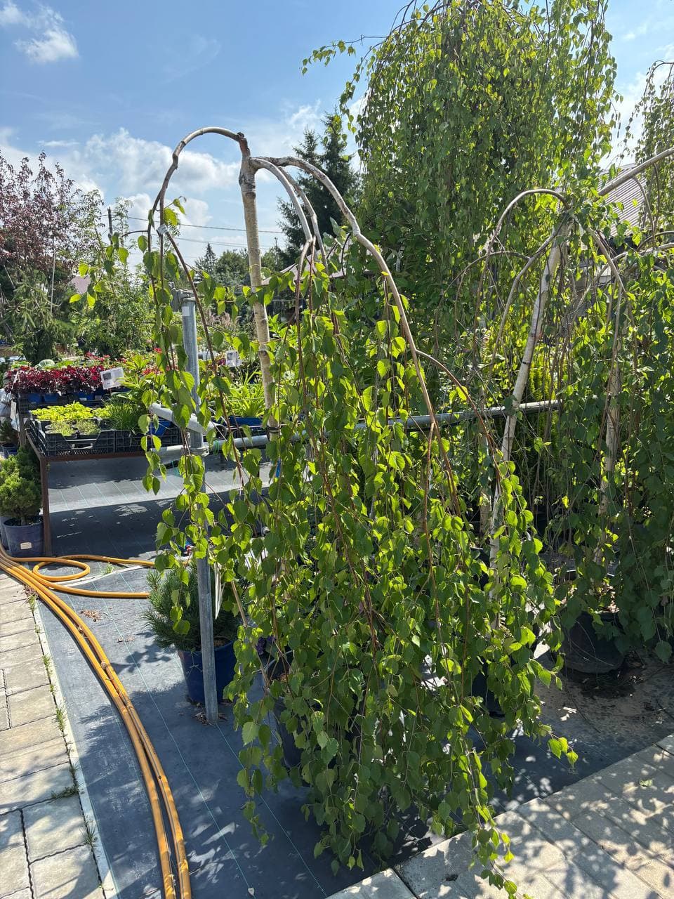 Береза полезная Лонг Транк - изображение 1