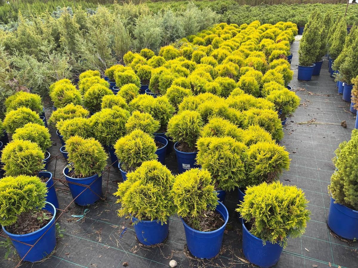 Туя западная Даника Ауреа - изображение 1