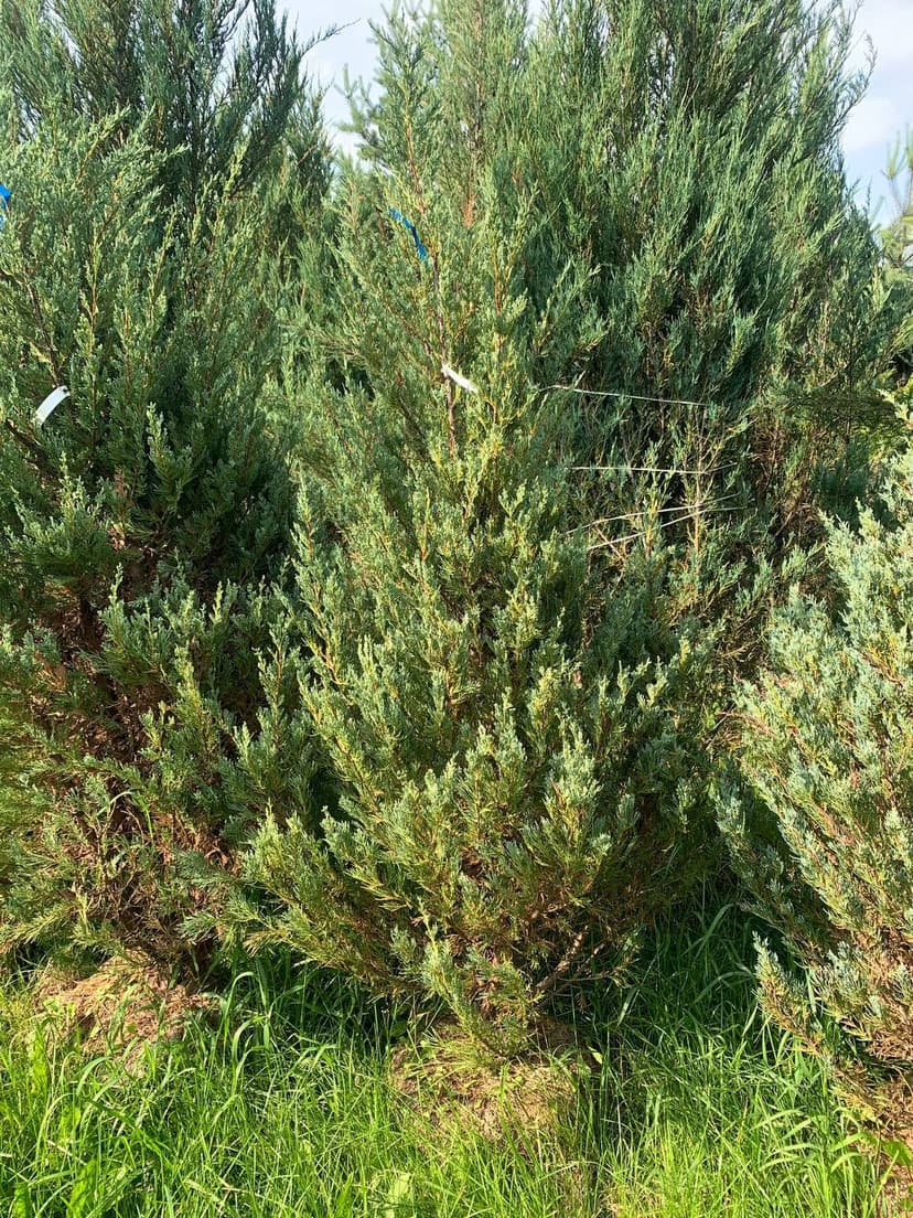 Можжевельник скальный Мунглоу