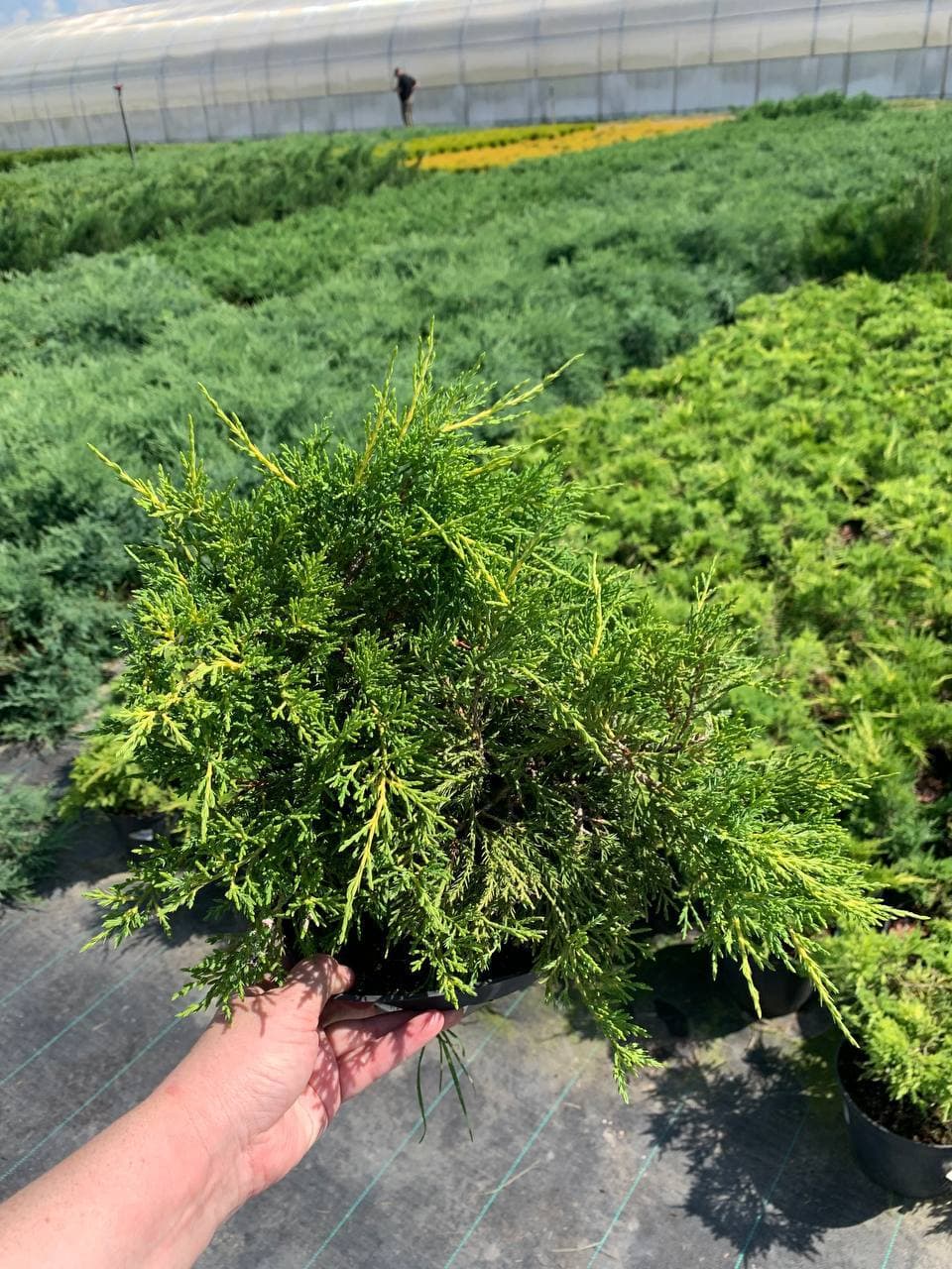 Можжевельник средний Олд Голд - изображение 1