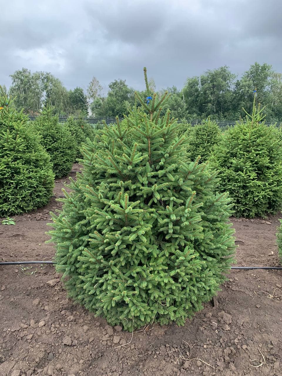 Ель обыкновенная Компакта - изображение 1