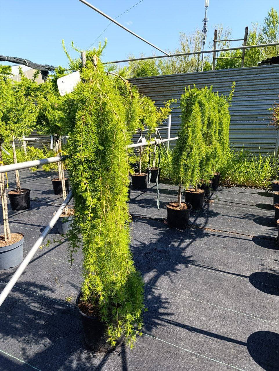 Лиственница европейская Пули - изображение 1