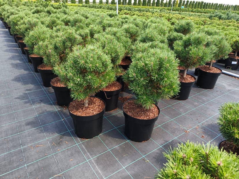 Сосна горная Мопс