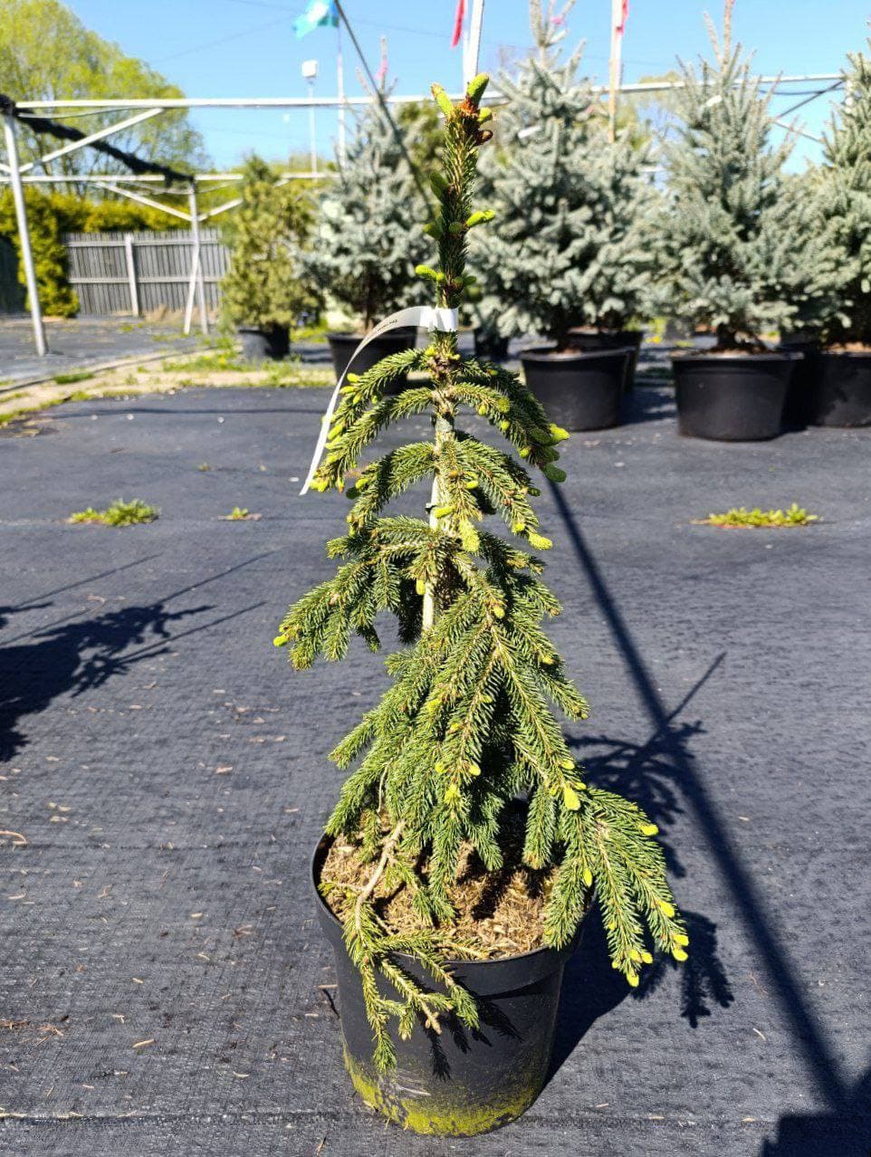 Ель канадская Пендула - изображение 1