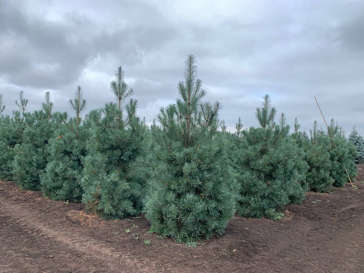 Сосна обыкновенная Глаука - изображение 1