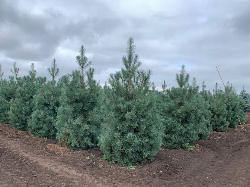 Сосна обыкновенная Глаука