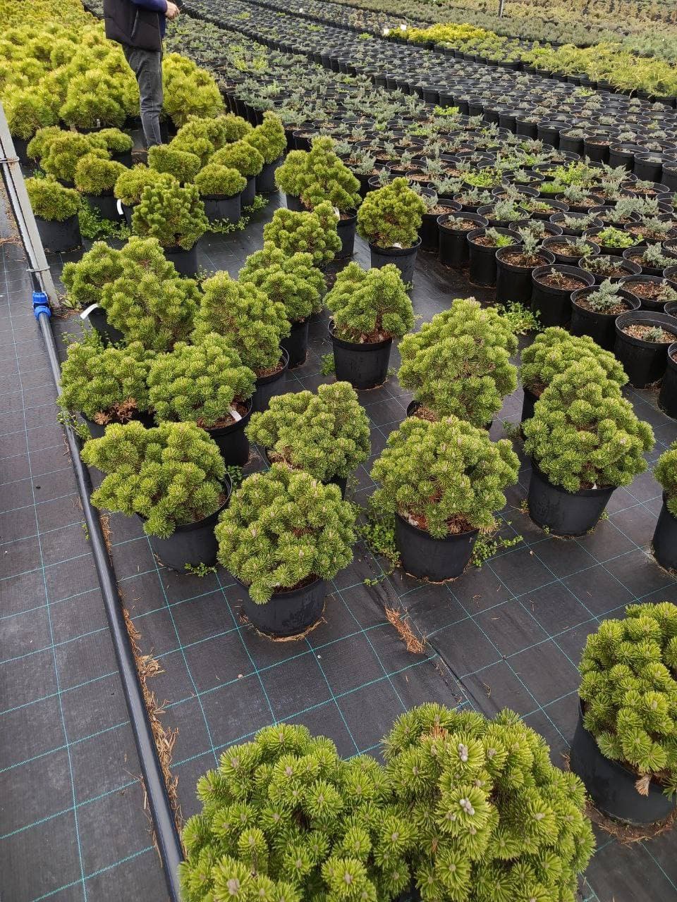 Сосна горная шервудкомпакт - изображение 1