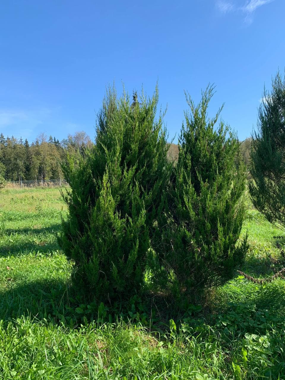 Можжевельник китайский Спартан - изображение 1