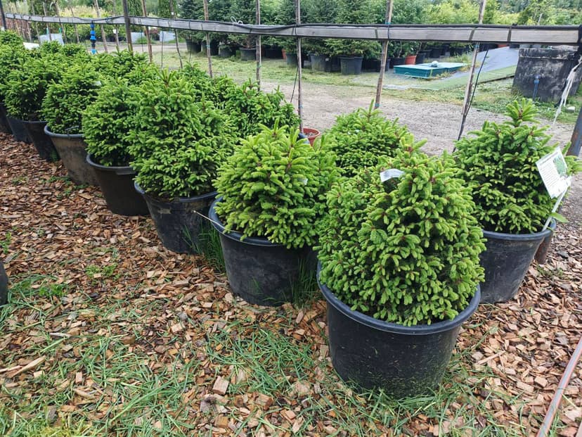 Ель обыкновенная Олендорфи