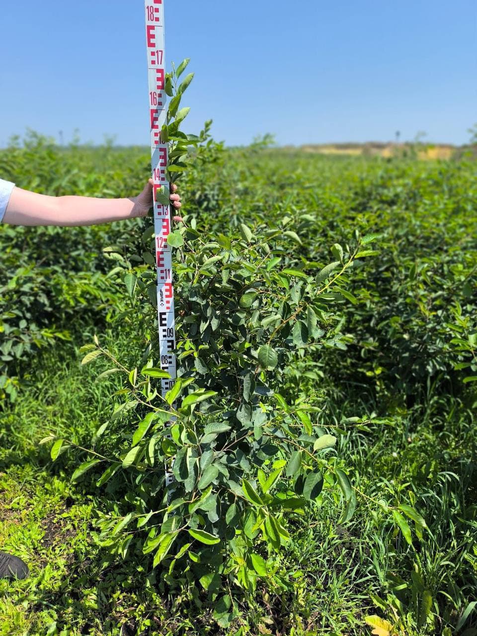 Ирга канадская - изображение 1