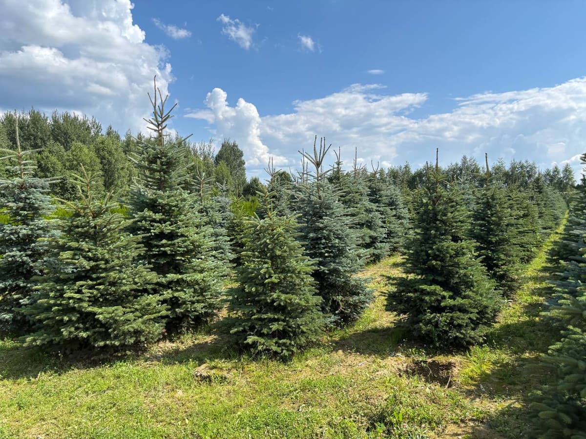 Ель колючая Глаука - изображение 1