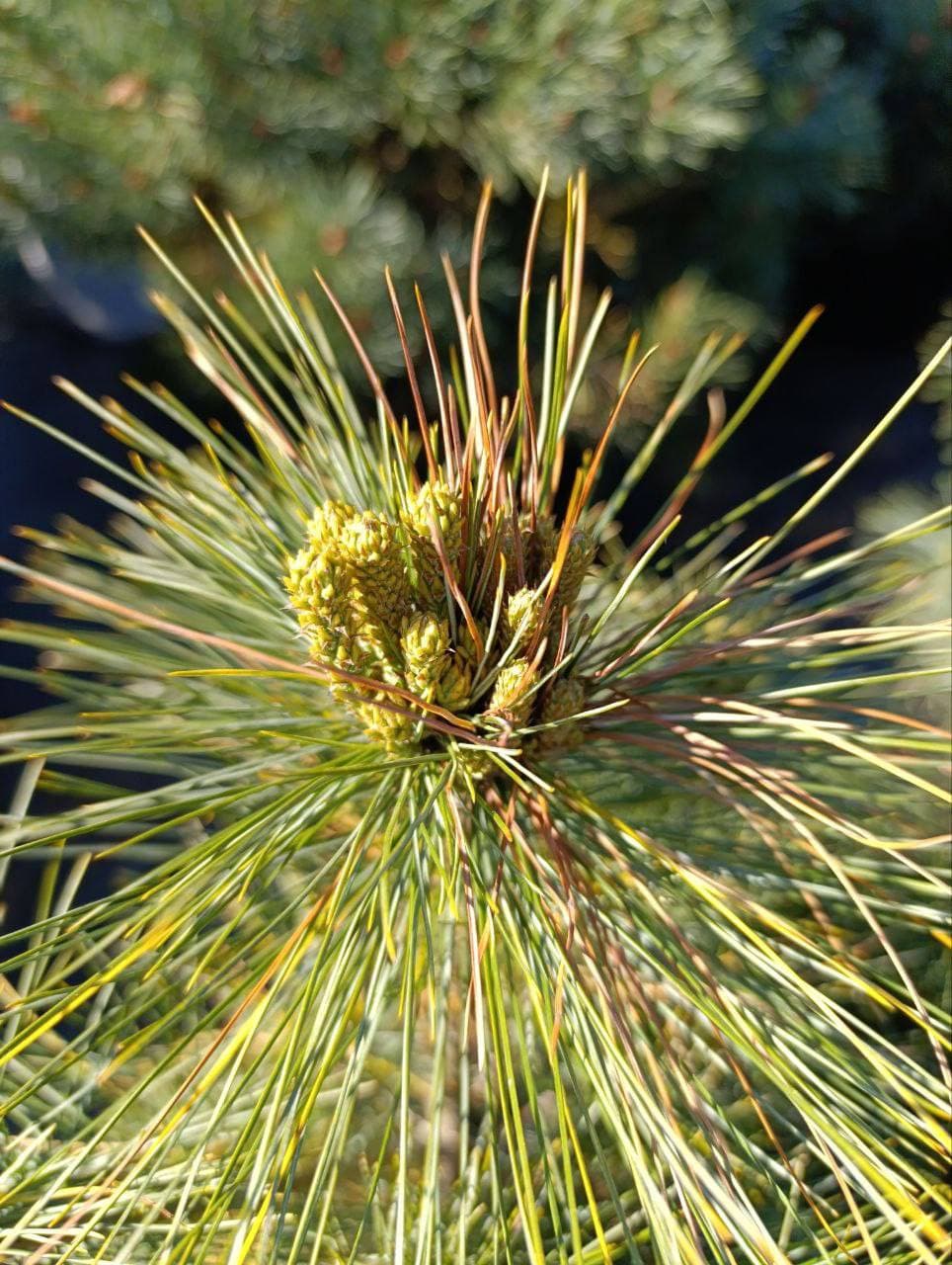 Сосна веймутова Блю Шег - изображение 1