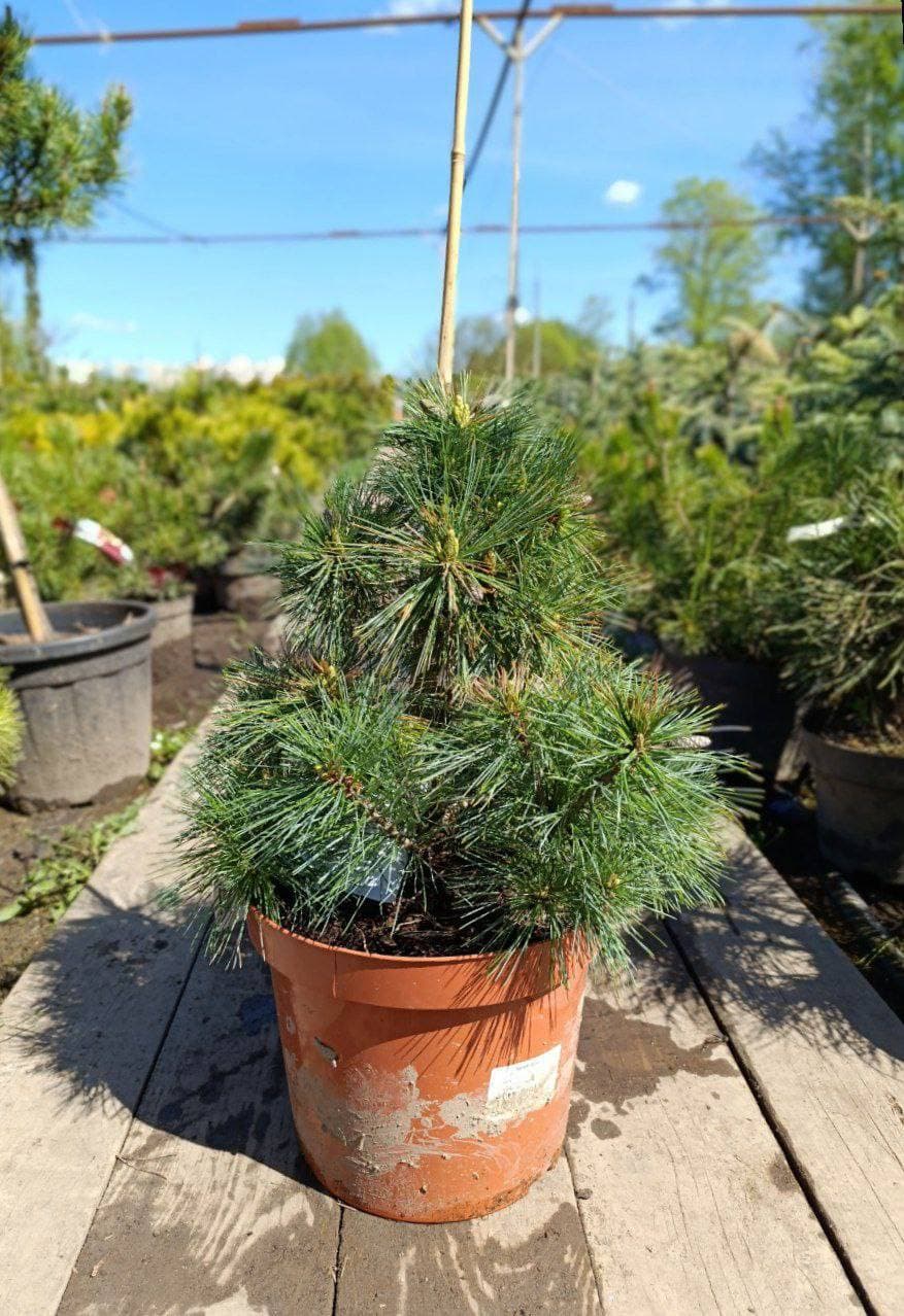 Сосна веймутова Ниагара Фоллс - изображение 1