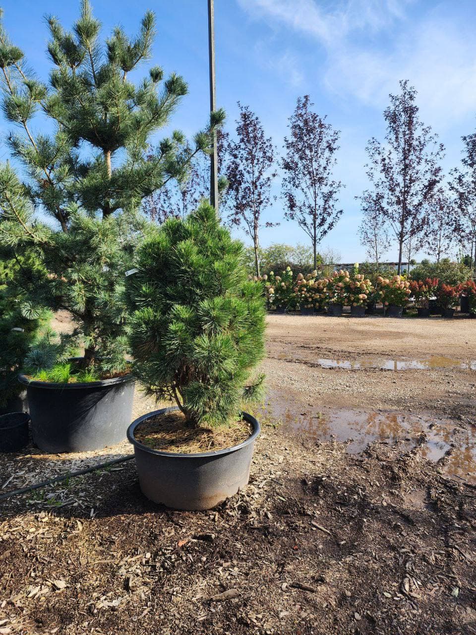 Сосна черная Смолл Тауэр - изображение 1