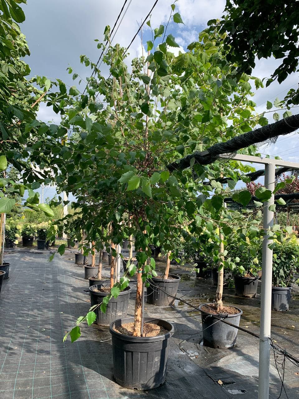 Береза черная - изображение 1