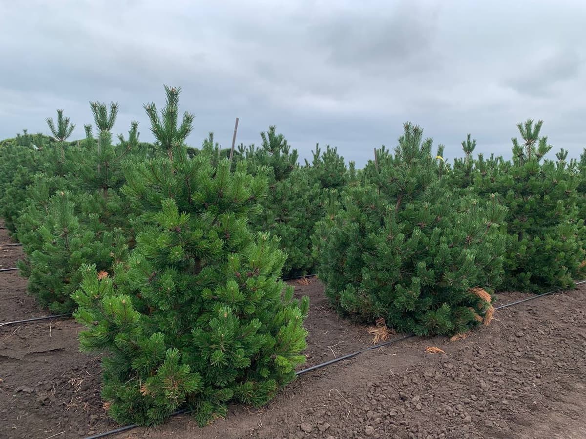 Сосна горная Гном - изображение 1