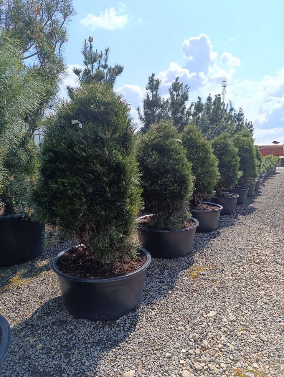 Сосна черная Смолл Тавер - изображение 1