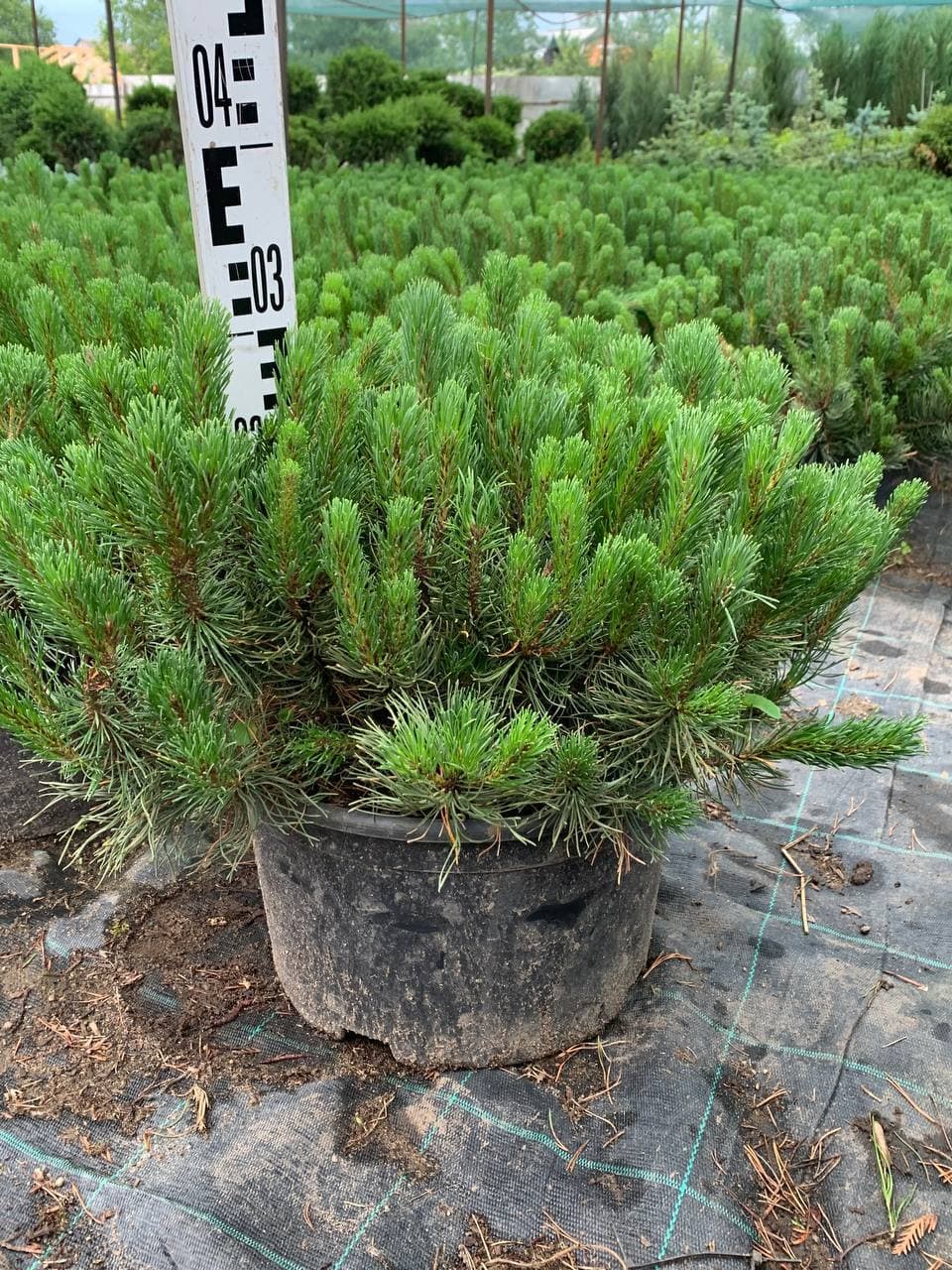 Сосна горная Мугус - изображение 1