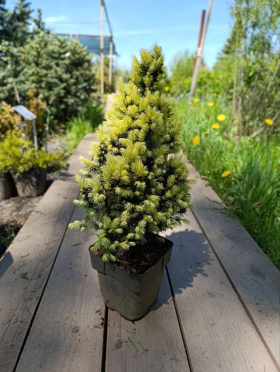 Ель канадская Дейзи Уайт - изображение 1